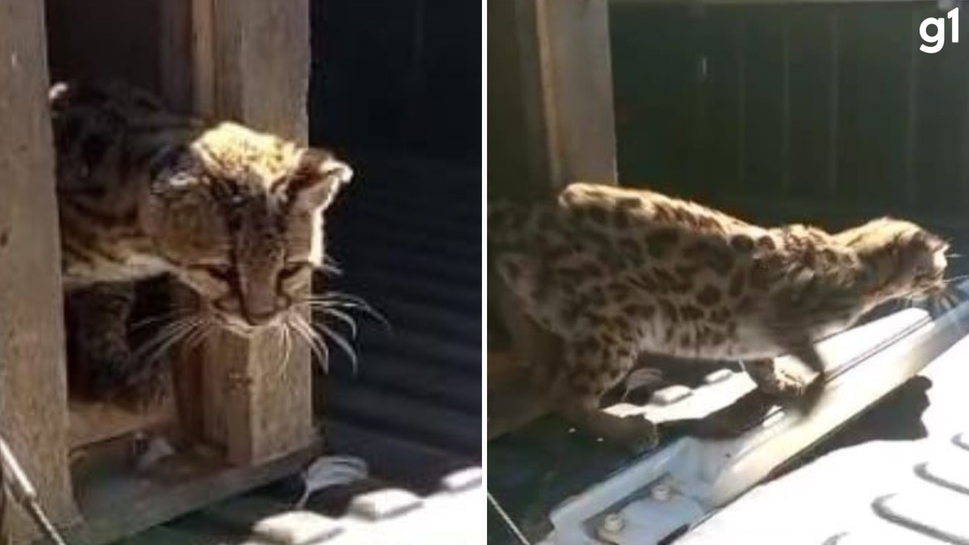 Gato-maracajá é resgatado tentando caçar aves em propriedade rural do RS; veja FOTOS e VÍDEO