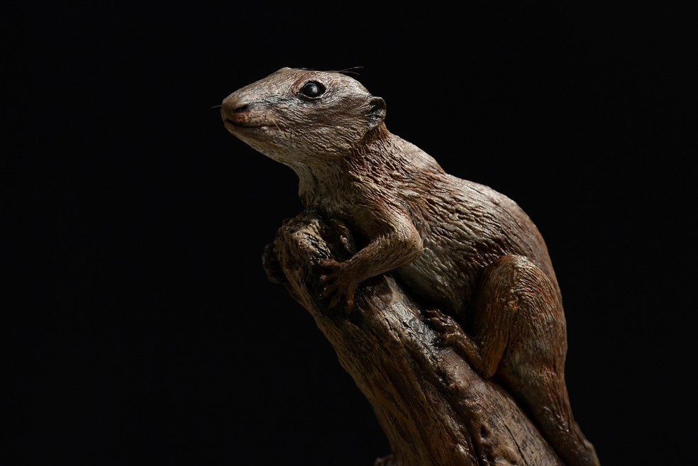 O animal se assemelha a um roedor — Foto: Rochele Zandavalli / UFRGS