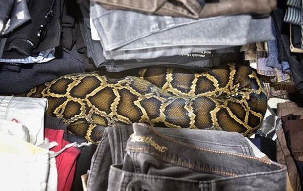 Píton de 2,5 metros enrolada no meio de roupas em mercado de pulgas  (Foto: Miami-Dade Fire Rescue)