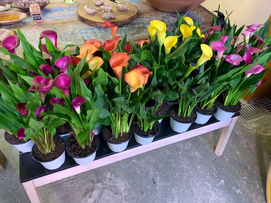 Copos-de-Leite colorido: aprenda a plantar flor em casa | É de Casa | Gshow