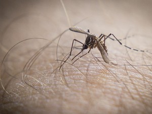 Aedes Aegypti mosquito da dengue (Foto: Douglas Aby Saber / Fotoarena)