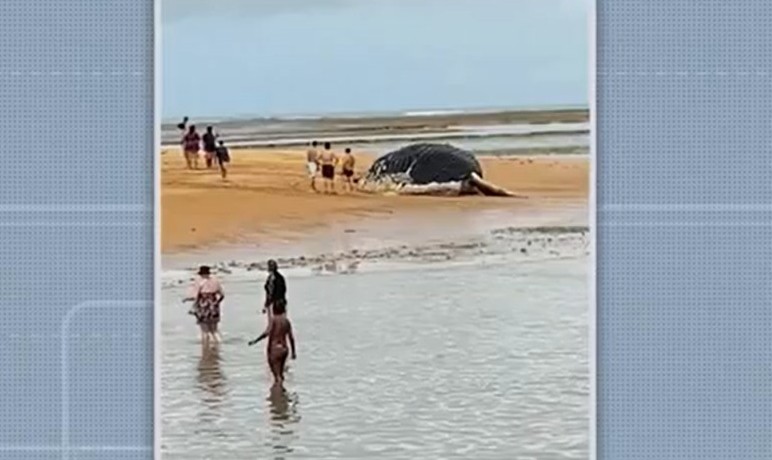 Baleia jubarte é encontrada morta em praia do sul da Bahia