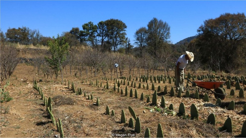 Moradores de Milpa Alta vivem como antigamente, empregando técnicas agrícolas tradicionais para cultivar suas colheitas — Foto: Megan Frye/BBC