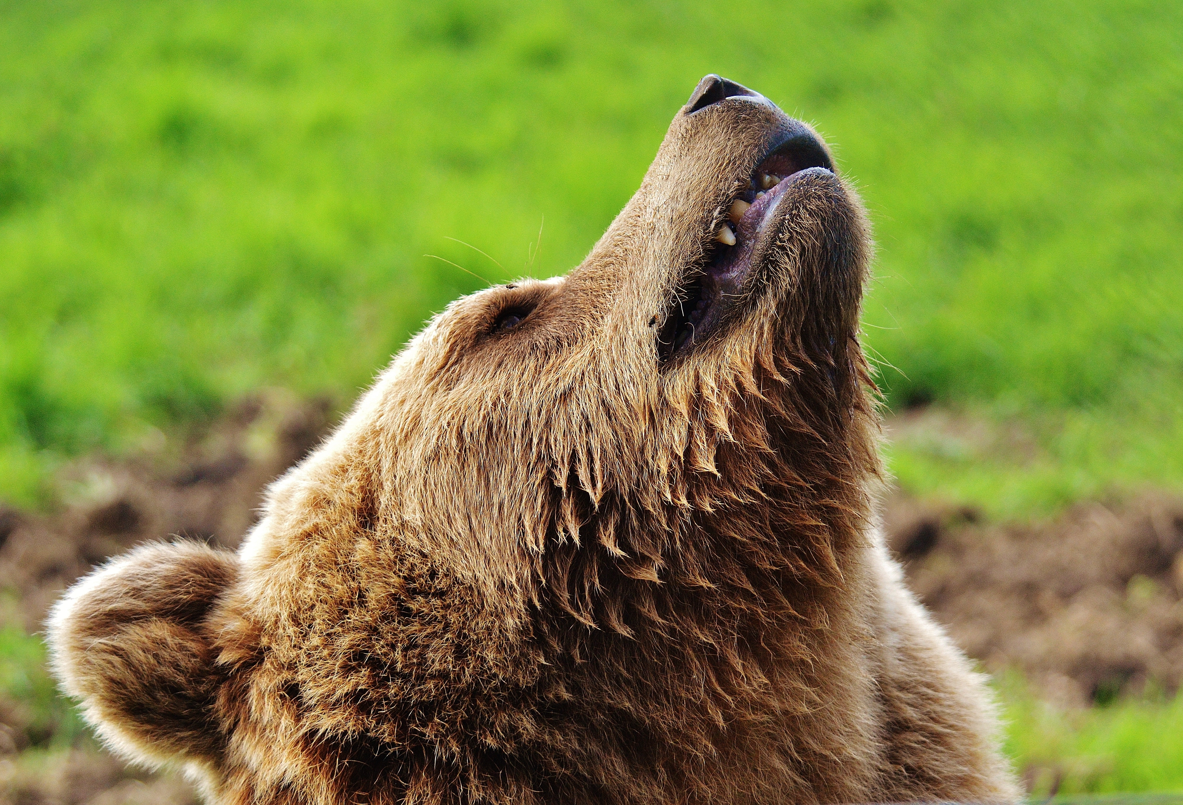 Oito dos quinze ursos-pardos estudados mataram em média meio filhote por dia (Foto: Pexels)