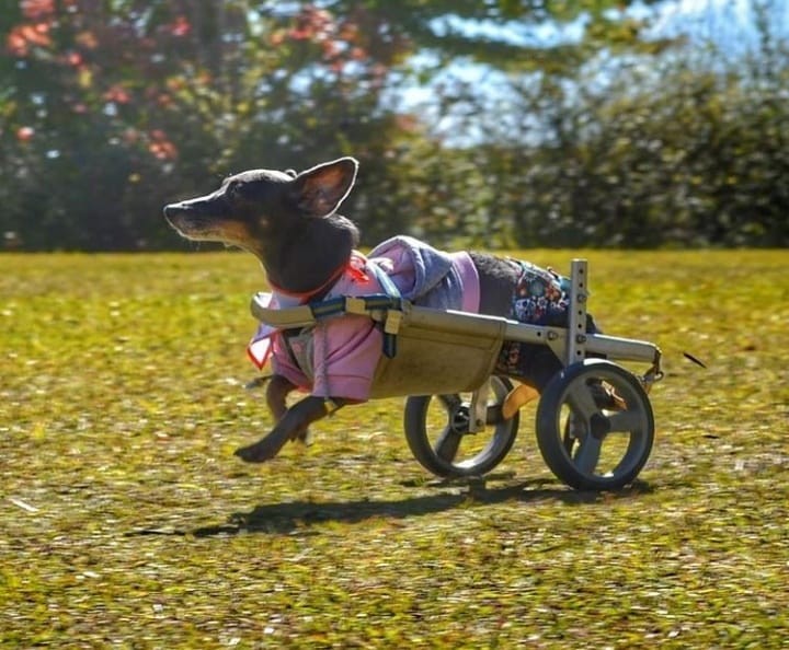 Olívia é uma cadela cadeirante que precisa ter a sua bexiga esvaziada quatro vezes ao dia (Foto: Arquivo Pessoal/ Flávia Panella Monteiro Martins)