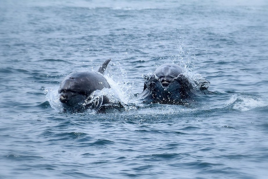 Golfinhos-chilenos da Isla Choros, no Chile