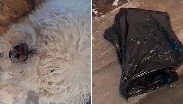 Poodle morre em petshop e é entregue à tutora em saco de lixo: 'Estou à base de remédio'