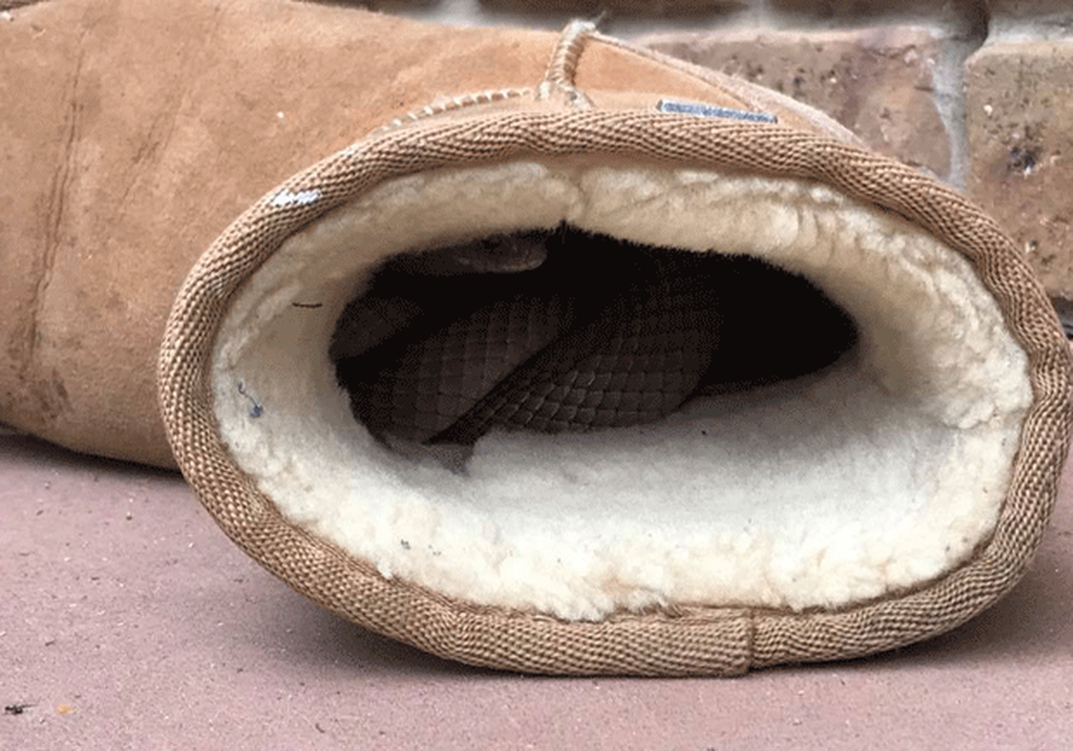 Mulher encontra cobra se aquecendo dentro de bota na AustrÃ¡lia â?? Foto: Snake Catchers Adelaide/Facebook