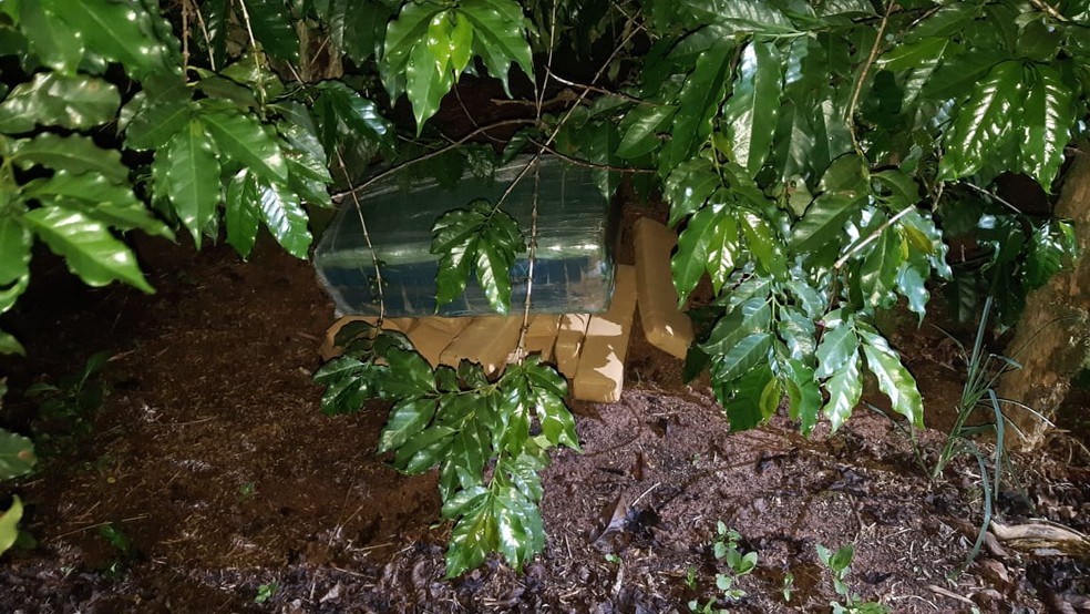 Entorpecentes foram encontrados em meio à plantação de café em Ocauçu — Foto: Polícia Rodoviária Federal/Divulgação