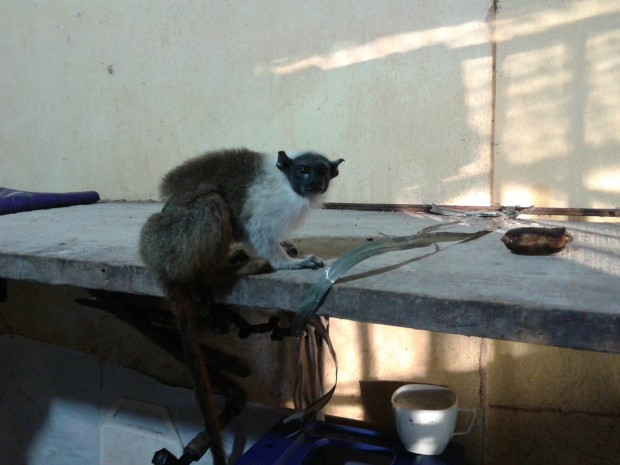Animal foi encontrado amarrado ao pé de uma mesa no interior do estabelecimento (Foto: Divulgação/Polícia Civil)