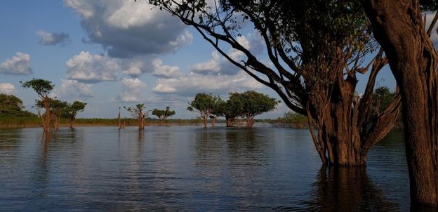 Decomposição das árvores submersas produzem impacto 25 vezes maior no efeito estufa do que antes da hidrelétrica, segundo cálculos de ecólogo da Embrapa (Foto: DUBES SÔNEGO/BBC NEWS BRASIL)