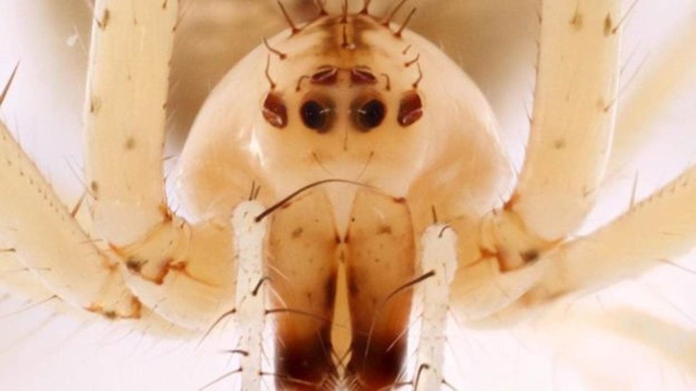  Uma aranha pirata não identificada (Foto: Christopher Johnson, Insects Unlocked, CC by 1.0)