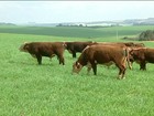 Integração lavoura-pecuária chama a atenção dos agricultores do RS