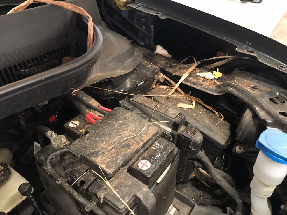 Filhotes de gambá estavam escondidos no motor do carro — Foto: Arquivo pessoal