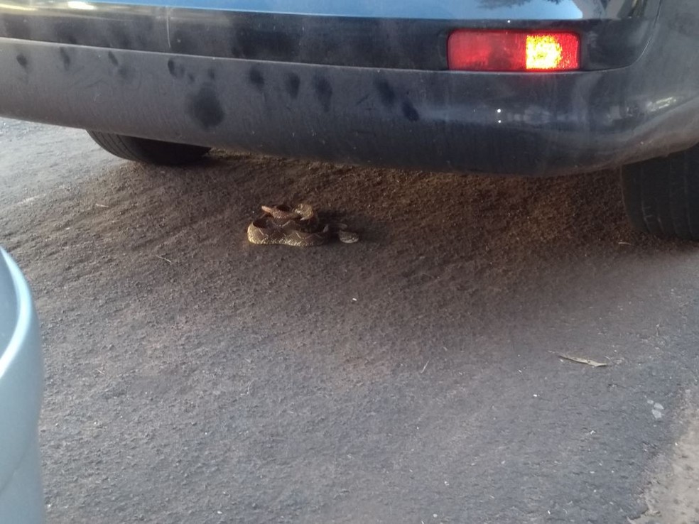 Cascavel encontrada embaixo de carro estacionado na frente dos Correios em NaviraÃ­ (MS) (Foto: Corpo de Bombeiros/DivulgaÃ§Ã£o)