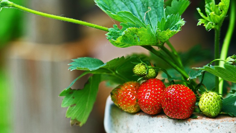 DICAS PARA PLANTAR MUDAS DE ÁRVORES FRUTÍFERAS NO QUINTAL E PRODUZIR FRUTAS  ORGÂNICAS (Ep106) 