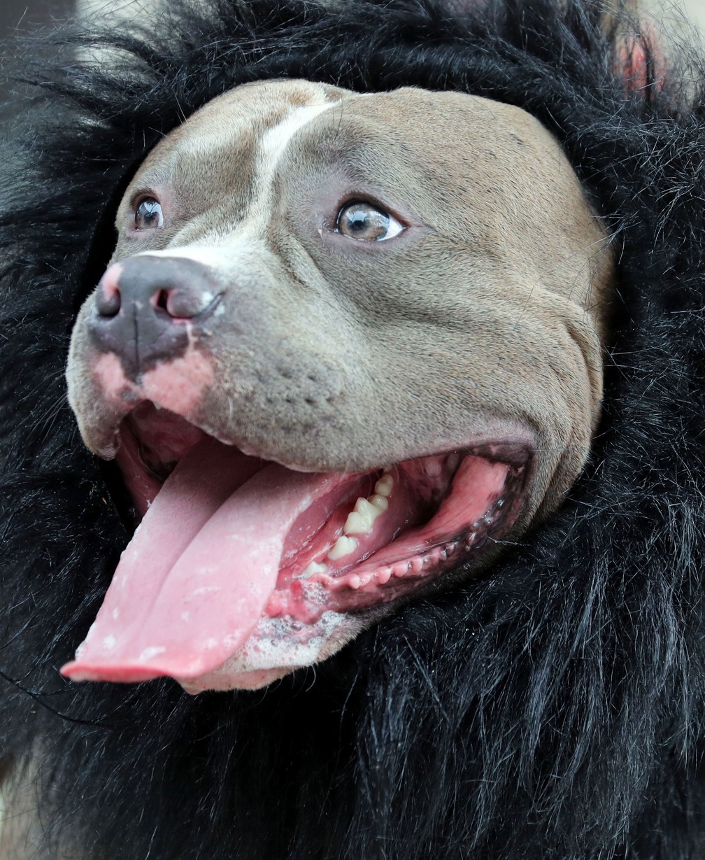 Cachorro fantasiado é atração em bloco dedicado apenas aos cães no Rio — Foto: Sergio Moraes/G1