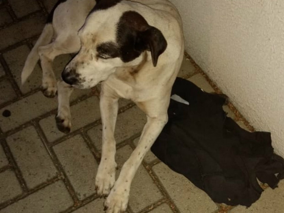 Cachorro levou uma peça do tutor e seguiu ambulância até hospital — Foto: Arquivo pessoal