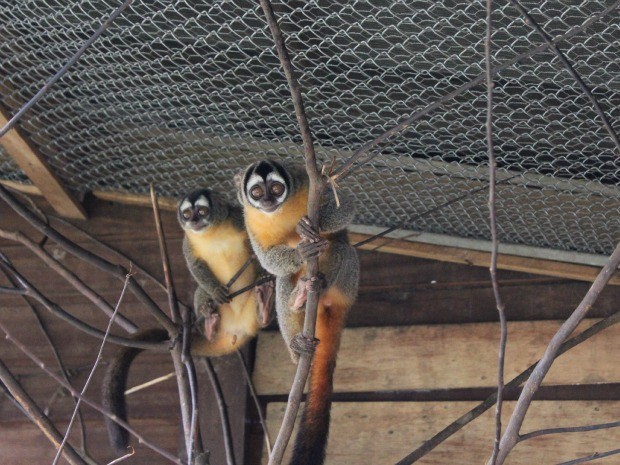 Diversas espécies de macacos aguardam o interesse de zoológicos (Foto: Ivanete Damasceno/G1)