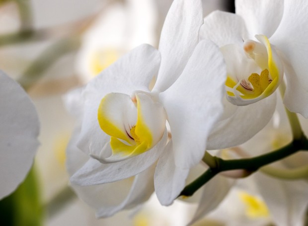 Se a orquídea está com folhas amareladas, pode ser sinal de excesso de luz (Foto: Pexels / Dids / CreativeCommons)