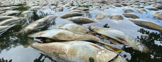 Mortandade de peixe no canal da Barra da Tijuca chama atenção de moradores e ambientalistas na manhã desta sexta-feira (13) — Foto: Márcia Foletto