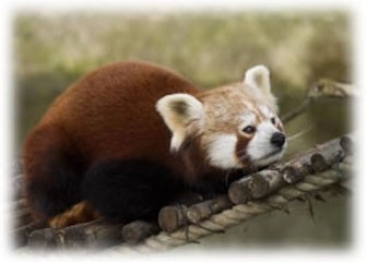 Panda Vermelho, na floresta (Foto: Divulgação/Mozilla)