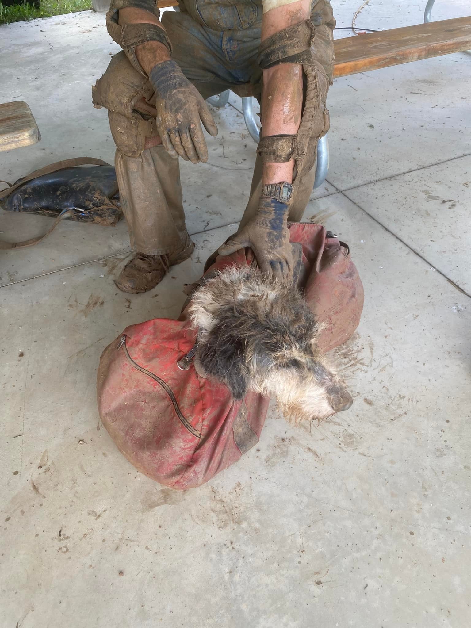 Cachorra é encontrada em caverna no Missouri depois de dois meses desaparecida