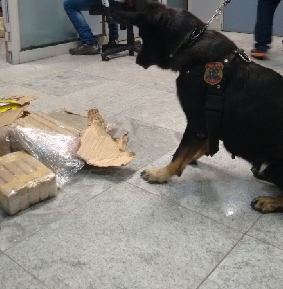 Cão localizou malas onde estava a maconha, no Aeroporto do Recife (Foto: PF/Divulgação)