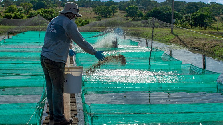 Funcionário da Aquabel distribui ração para os peixes na área de reprodução da empresa em Paranaíba (MS) (Foto: Rogério Albuquerque)