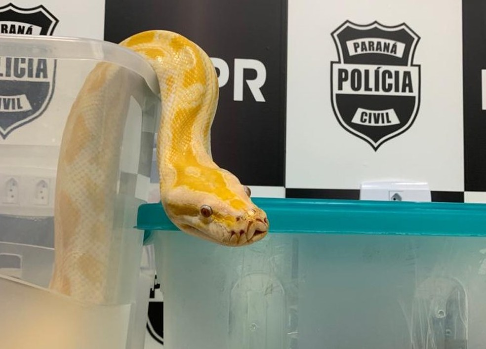 Cobras exóticas foram apreendidas na manhã desta quarta-feira (29), no CIC — Foto: Divulgação/Polícia Civil 