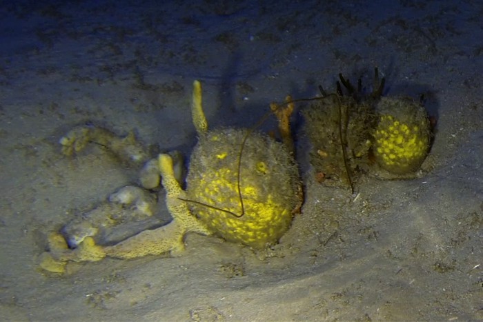 Registro de coral-negro junto a esponjas-do-mar (Cinachyrella halientela) feito a 90 metros de profundidade.  (Foto: Greenpeace)