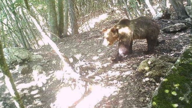Urso apelidado de M49 escalou e ultrapassou uma cerca elétrica de 4 metros (Foto: Assessoria de imprensa da Província de Trento)