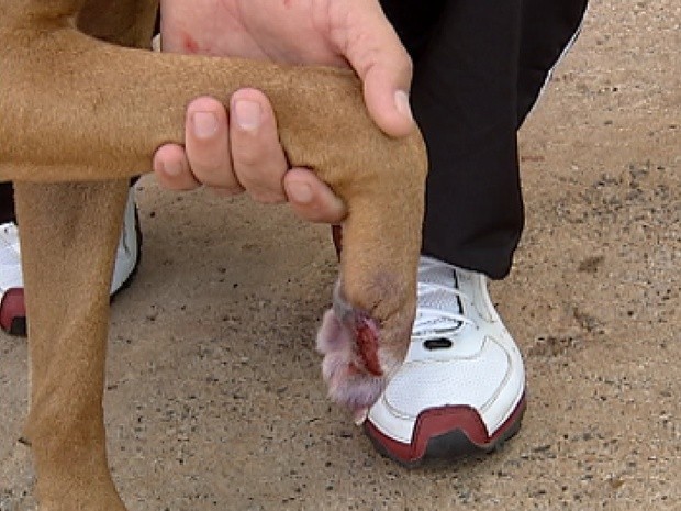 Animal teve a pata mutilada por morador de Santa Adélia (Foto: Reprodução / TV Tem)