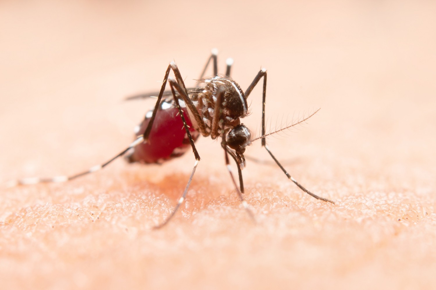 Aedes Aegypti, mosquito transmissor da dengue (Foto: Fre)