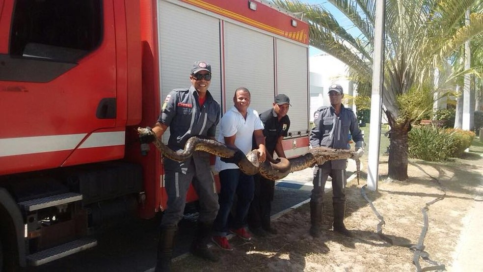 Sucuri foi resgatada com queimaduras após incêndio a vegetação, na região de Arembepe (Foto: orpo de Bombeiros Militar/ Divulgação)