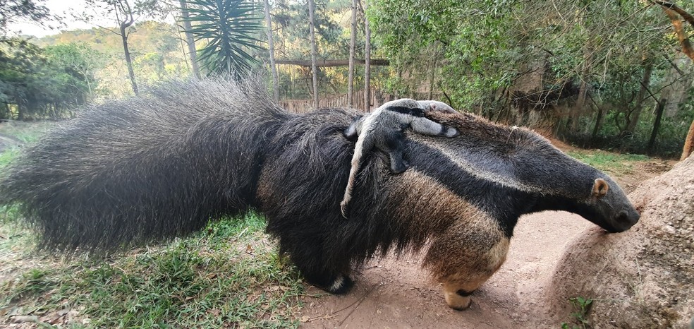 Nasce filhote de tamanduá-bandeira em zoológico de Itatiba — Foto: Divulgação/Zooparque Itatiba