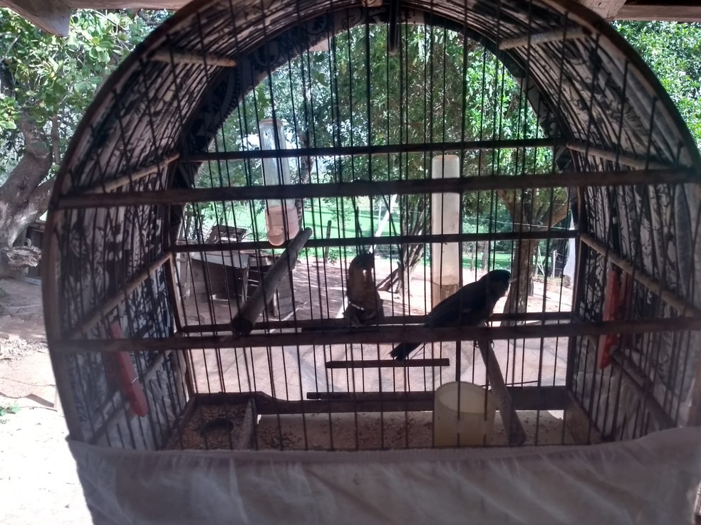 Aves eram mantidas irregularmente em cativeiro em Junqueirópolis (SP) — Foto: Polícia Militar Ambiental