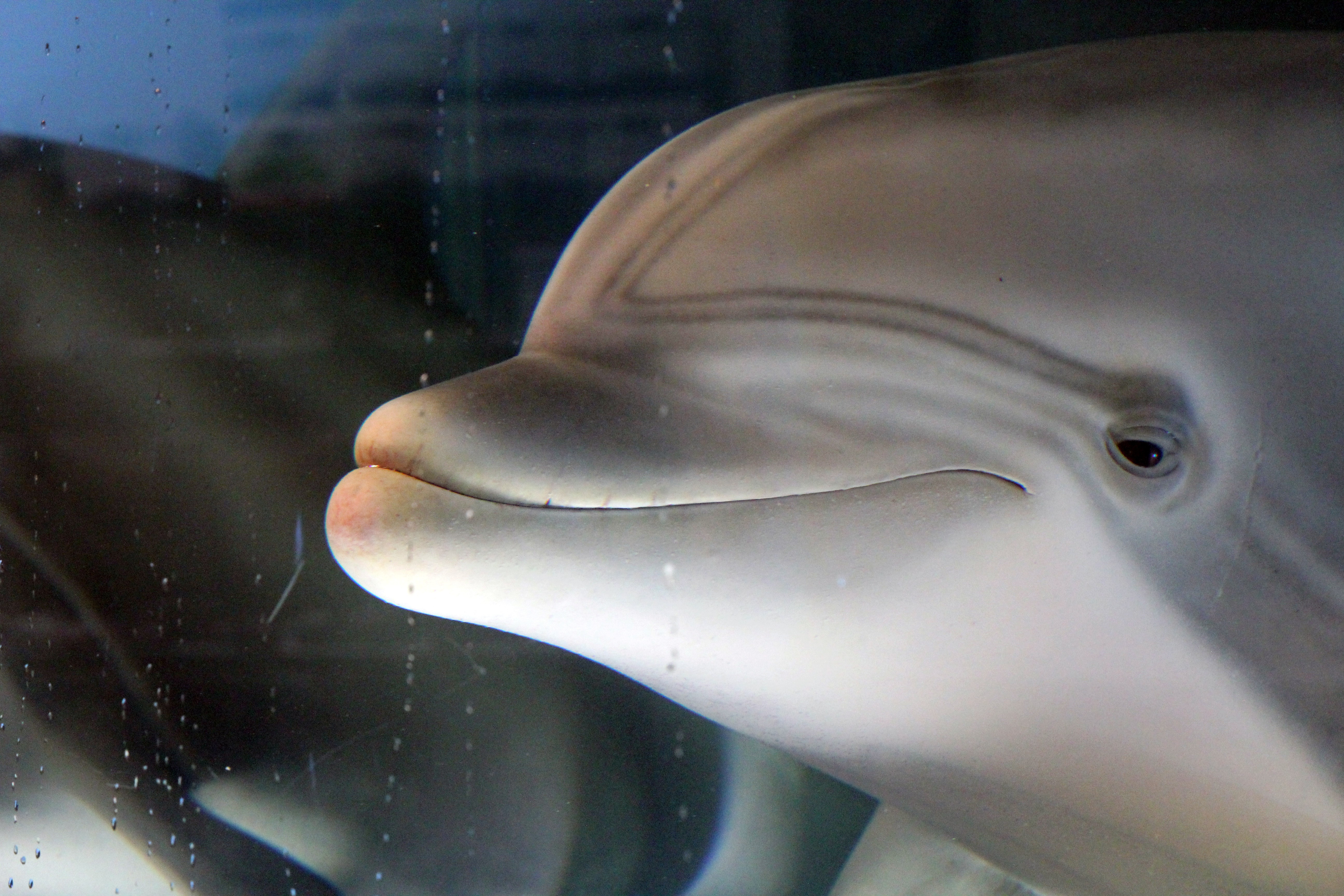 Golfinho-robô é criado como alternativa para substituir animais em parques temáticos thumbnail