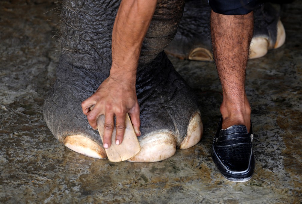 Veterinário cuida da pata de elefante em hospital especial na Índia — Foto: REUTERS/Anushree Fadnavis
