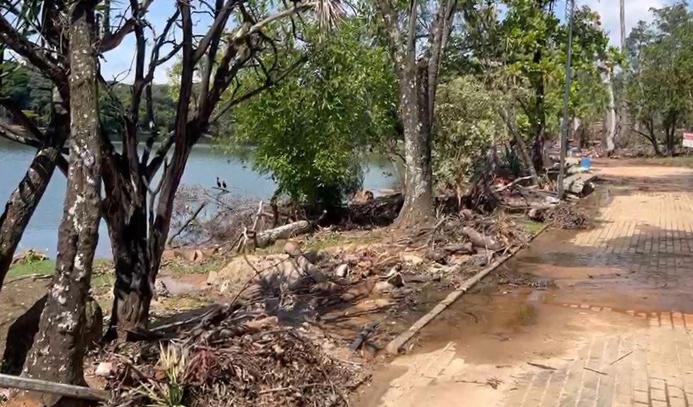 Lagoa do Taquaral, em Campinas, em ação de extração de árvores após tragédia que matou criança — Foto: Giuliano Tamura/EPTV