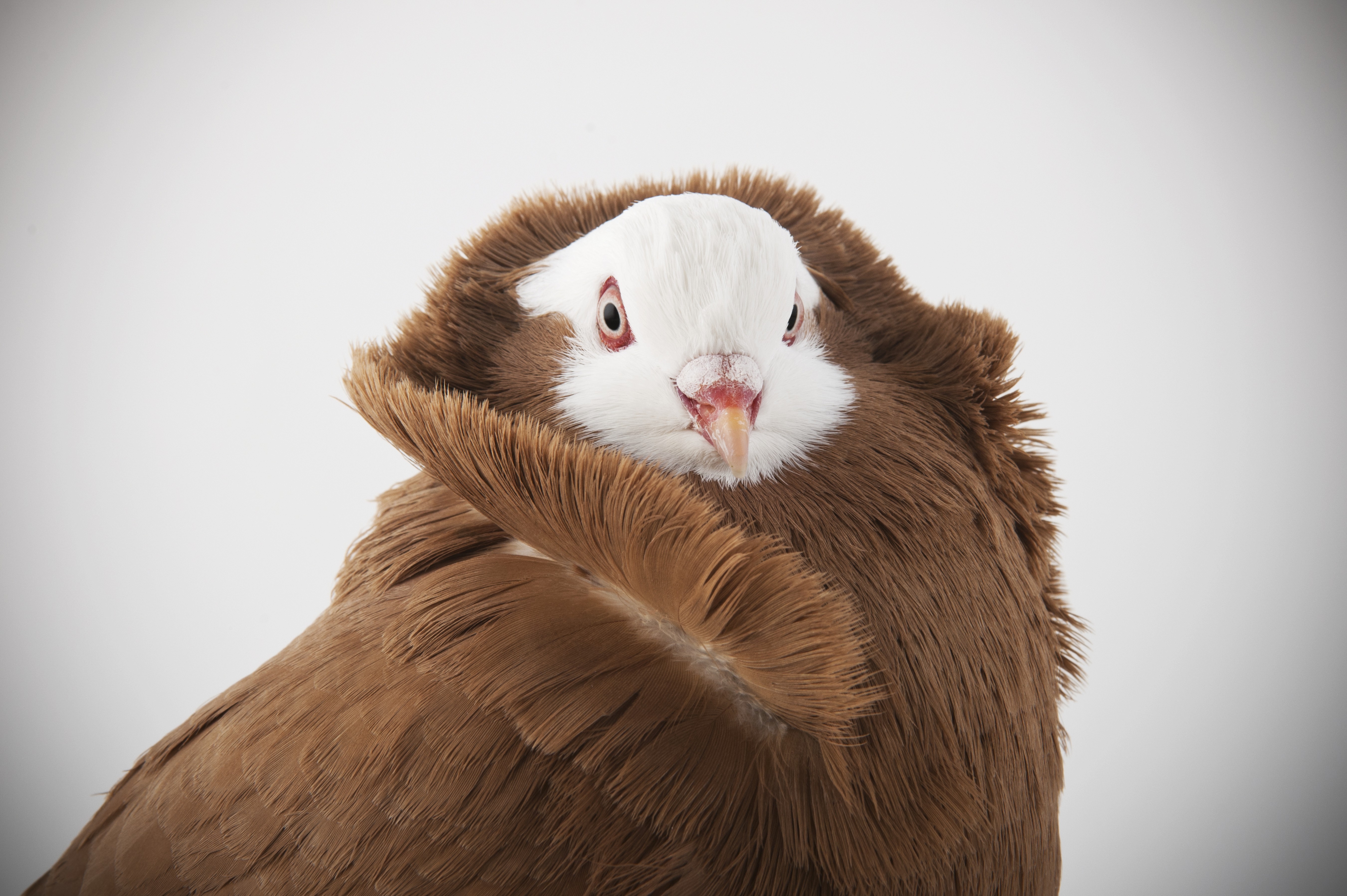 Como criar pombo (Foto: Richard Bailey/Getty Images)