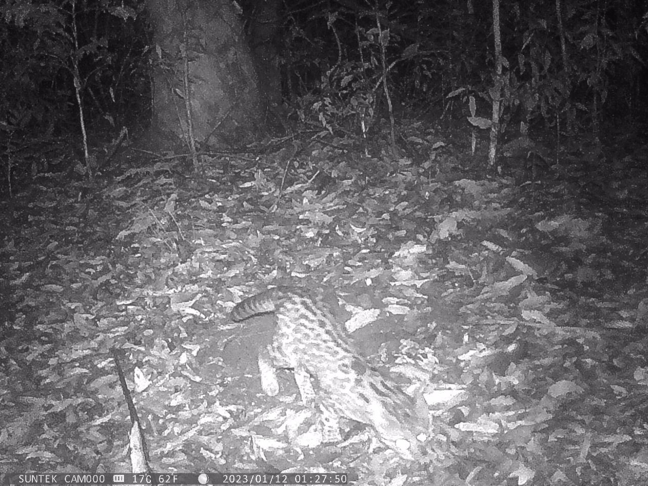 Felino em risco de extinção é visto em Cachoeirinha, diz coletivo que atua na defesa da floresta