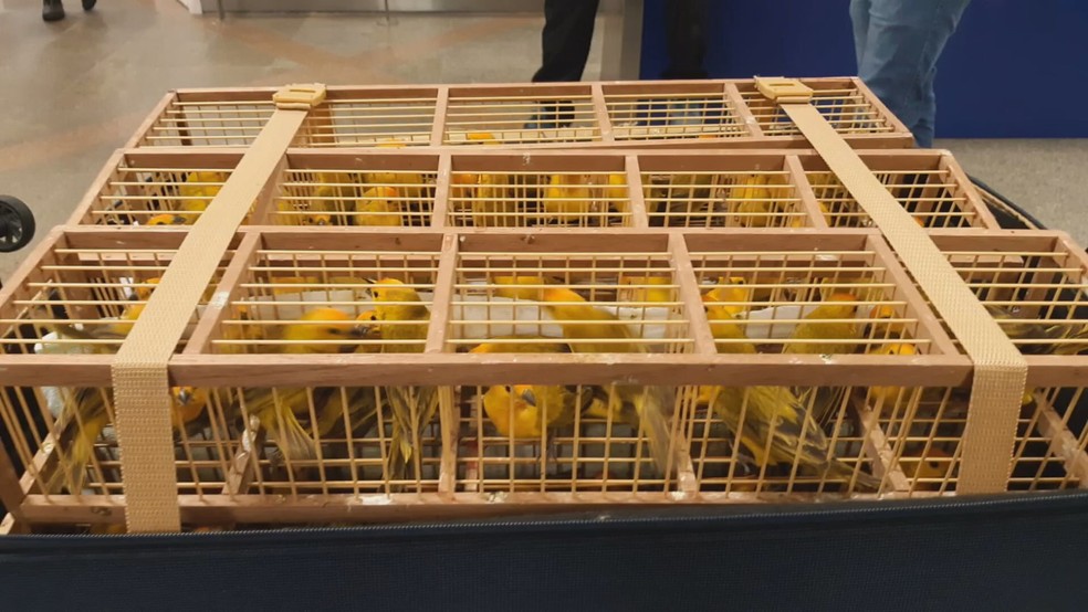 Pássaros apreendidos em mala de passageiro no Aeroporto de Brasília  — Foto: Divulgação/Receita Federal