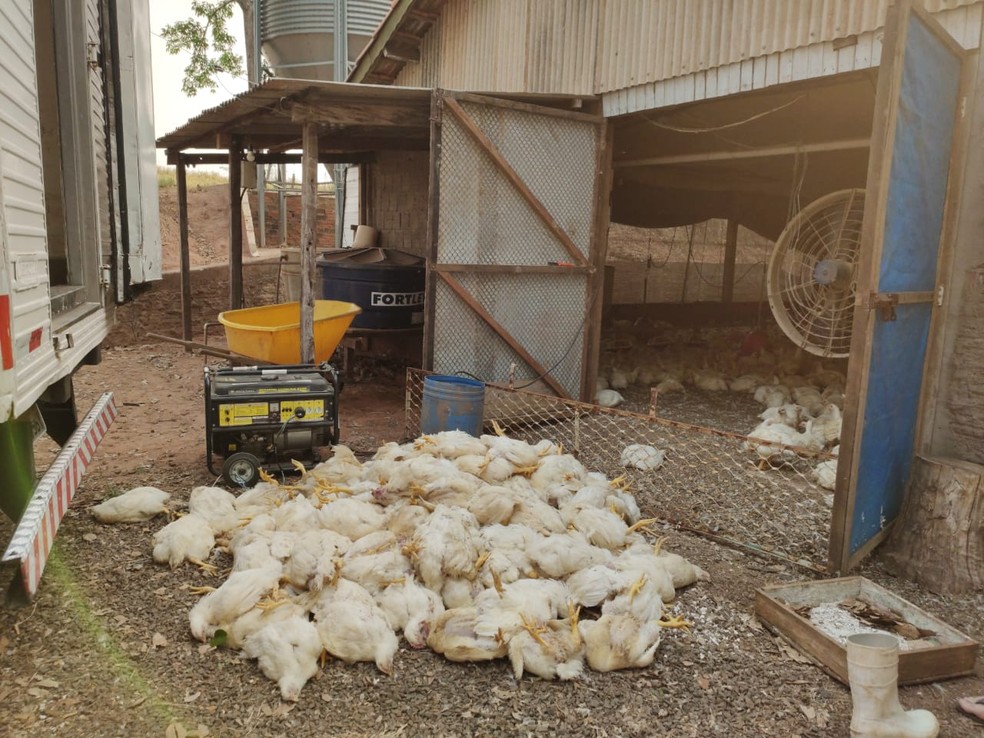 Cerca de 6 mil aves morreram em uma granja de Adamantina — Foto: Eriston Bellusci/Cedida