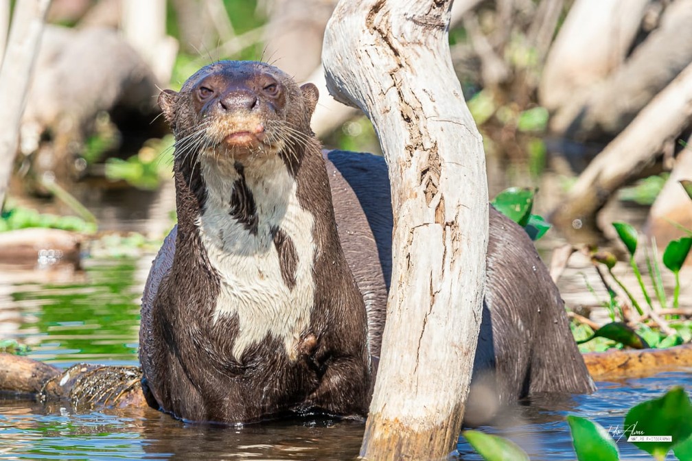 Ariranha é flagrada por guia de turismo e faz pose para foto no Pantanal de MS — Foto: Edir Alves/Foto