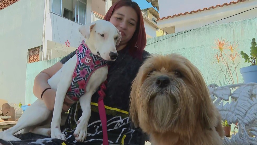 ONG promove campanha 'Natal animal', que convida famílias do RJ a passar  data com animais resgatados | Rio de Janeiro | G1