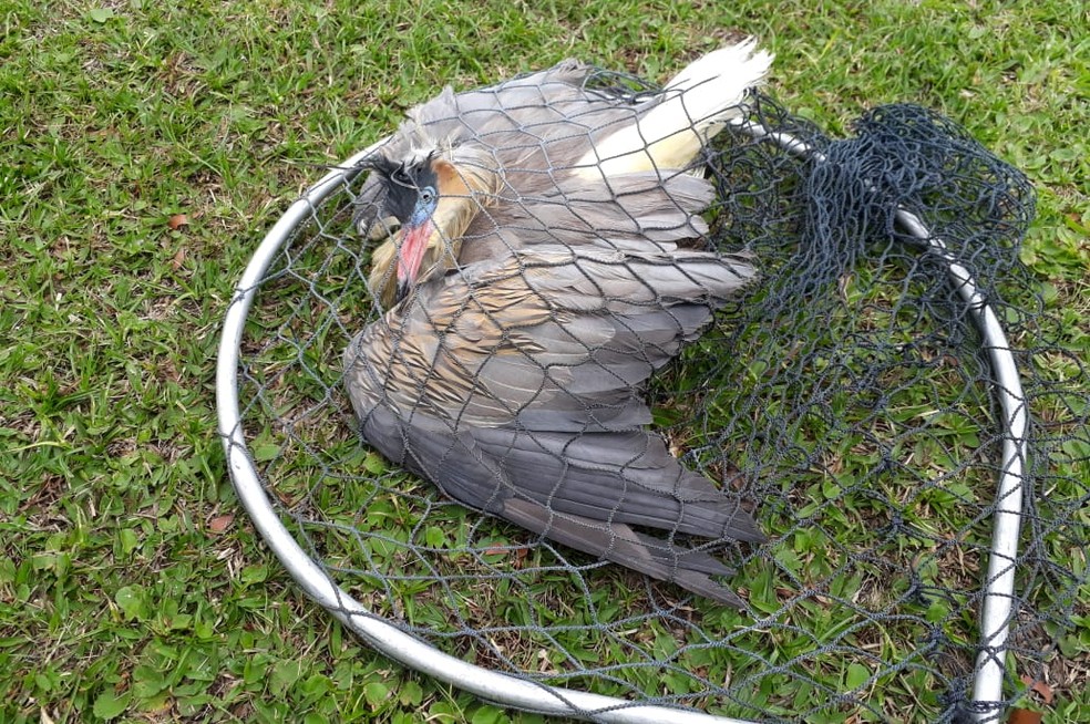 Animal foi encontrado abaixo do peso no bairro Catiapoã — Foto: Divulgação/Guarda Civil Ambiental 