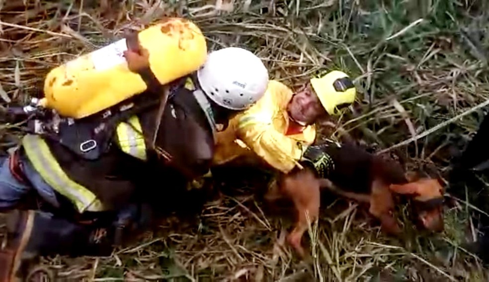 Bombeiros conseguiram resgatar o cachorro sem ferimentos; animal foi devolvido aos donos — Foto: Corpo de Bombeiros/Divulgação