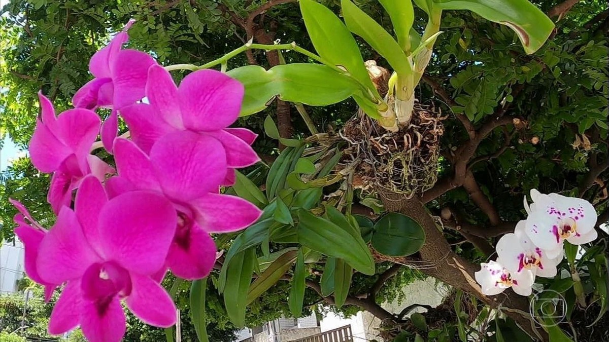 Apaixonada por orquídeas, médica cultiva flores na calçada do prédio onde  mora, no Recife | Pernambuco | G1
