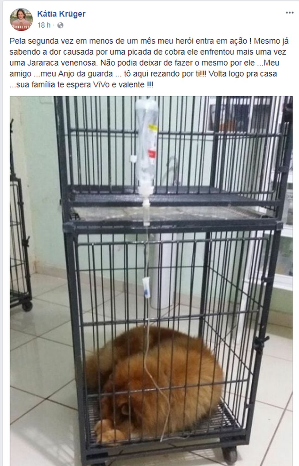 Cachorro picado por cobra duas vezes em menos de um mês em Cuiabá